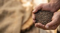 Farmer's hands holding lentils or legume seeds for agriculture, farming, harvest, crop production, food industry, and sustainable farming concepts.