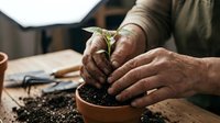 Mature male gardener with weathered hands planting seedling in soil-filled pot, demonstrating horticultural care and sustainable growing practices for gardening, agriculture, and environmental education.