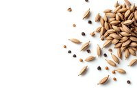 Scattered barley grains and black peppercorns on white background, top view with copy space. Food ingredients for brewing and cooking.