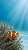 Clownfish swimming among branching anemone tentacles in clear tropical waters, ideal for marine life, ocean conservation, and aquatic environment projects.