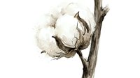 Watercolor cotton boll on branch with soft brown tones and delicate botanical details for natural organic textile and farming themed designs.