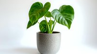 Lush green Philodendron plant with heart-shaped leaves growing in modern gray ceramic pot against white background, suitable for home decor and interior design.