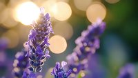 Purple lavender flowers blooming in garden with warm golden bokeh lights creating dreamy atmospheric background for aromatherapy and wellness designs.