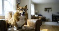 Adorable corgi dog wearing glasses sitting on leather armchair in modern living room interior, funny pet portrait for home decor and lifestyle concepts.