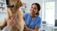 Happy female veterinarian examining golden retriever dog with stethoscope in modern clinic office during routine health checkup appointment.