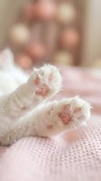 Adorable white kitten paws with pink pads resting on soft knitted blanket. Cozy pet care and feline comfort concept for veterinary and animal lover designs.