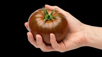 Hand holding fresh ripe brown tomato with green stem, isolated on transparent background. Ready for clipart, t-shirt design, print-on-demand products, stickers, and sublimation projects.