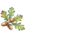 Watercolor oak branch with acorns and green leaves isolated on white background for autumn seasonal designs and nature-themed projects.