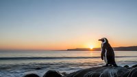 Penguin silhouette standing on rocky coastline during golden sunset over ocean waves with warm sky colors for wildlife and nature themes.