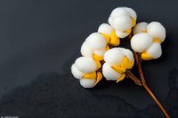 Fluffy white cotton bolls on a dark gray background, showcasing natural fiber texture for textile, agriculture, and eco-friendly design projects.