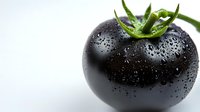 Fresh black tomato with water droplets and green stem on white background for healthy cooking and organic food concepts.