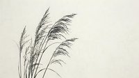 Delicate pampas grass stems with feathery plumes isolated on neutral background, suitable for design projects, invitations, and decorative applications.
