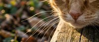 Close-up of tabby cat face with prominent whiskers resting on wooden post in sunlight, suitable for pet, nature and lifestyle content.
