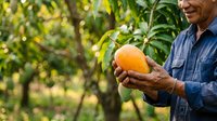 Mature male farmer with tan skin holding fresh mango fruit in orchard garden. Agricultural harvest and organic farming concept for agriculture, food production, and sustainable cultivation.
