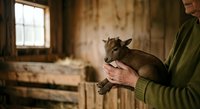 Farmer holding young brown goat kid in rustic barn with natural window light, agricultural livestock care and animal husbandry practice.
