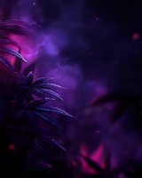Mysterious cannabis plant silhouette against purple and pink cosmic background with glowing particles for creative projects.