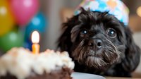 Small black fluffy dog celebrating birthday with cake and lit candle surrounded by colorful party balloons in festive indoor setting.