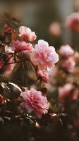 Delicate pink roses blooming on thorny stems with soft natural lighting creating romantic garden atmosphere for spring and summer floral designs.