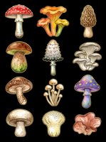 Watercolor mushroom clipart set with 12 colorful fungi species, isolated on transparent background, ready for stickers, t-shirt design, print on demand, and sublimation.