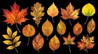 Autumn leaves collection in warm red, orange, and yellow tones, isolated on transparent background. Great for stickers, T-shirts, sublimation, and print on demand.