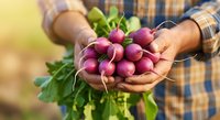 Farmer holding fresh organic radishes with green tops in hands, wearing checkered shirt. Harvest time agriculture produce for farmers market or farm-to-table cooking.
