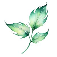 Watercolor green tropical leaves on isolated background, botanical art element for decoration, stationery design and creative projects.