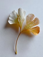 Delicate ginkgo biloba leaf with gradient colors from white to orange on light background, isolated botanical specimen showing detailed vein structure and fan shape.