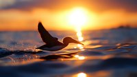 Seagull flying low over ocean waves at golden sunset with warm light reflecting on water surface creating peaceful seascape scene for nature and wildlife concepts.