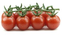 Fresh cherry tomatoes on vine with water drops, bright red color and green stem isolated on white background. Ready for food packaging design.