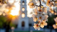 Delicate white cherry blossoms in full bloom against blurred church tower silhouette at sunset, creating dreamy spring atmosphere with soft bokeh light effects.