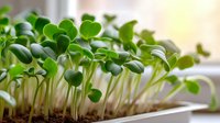 Fresh green microgreens growing in white container, showcasing vibrant young seedlings with cotyledon leaves for healthy cooking and garnishing dishes.