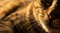Close-up of cat whiskers and fur in warm golden sunlight creating dramatic shadows and highlights on feline face for pet photography and animal portraits.