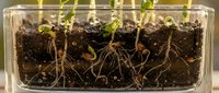 Young green seedlings growing in transparent container showing root system development through soil for botanical education and gardening concepts.