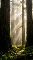 Majestic sunbeams pierce through towering redwood forest creating ethereal atmosphere among ancient tree trunks and lush fern undergrowth in misty woodland.