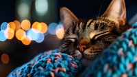 Sleeping tabby cat on blue knitted blanket with blurred bokeh lights in background, creating cozy winter atmosphere and warm holiday mood.