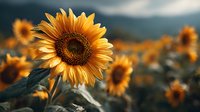 Golden sunflower in full bloom against dramatic sky, with blurred field of sunflowers in background. Moody atmospheric nature photography for wall art.
