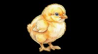 Young fluffy chick with golden yellow plumage isolated on transparent background, ready for t-shirt designs, clipart, stickers, print-on-demand products and sublimation projects.