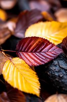 Vibrant autumn leaves in burgundy red and golden yellow colors with detailed texture and water drops on dark wooden background, macro photography for seasonal design.