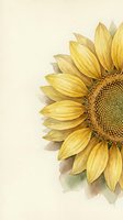 Watercolor sunflower with golden petals and detailed center on cream background, botanical art style for greeting cards and home decor.