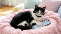 Black and white cat lying on pink blanket with money, humorous pet concept for financial, wealth, and funny animal content needs.
