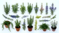 Collection of aromatic rosemary herbs in terracotta pots and fresh sprigs isolated on white background for culinary cooking and gardening projects.