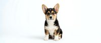 Adorable tricolor Corgi puppy sitting on white background, isolated cute dog with perked ears and fluffy coat for pet care designs and marketing materials.