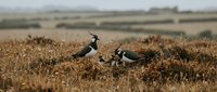 Two lapwing birds with distinctive black and white plumage and crested heads standing on moorland heather in natural countryside habitat during autumn season.
