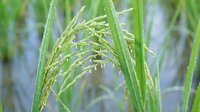 Rice plant with green grains growing in paddy field with water droplets on leaves ready for harvest in agricultural farming landscape.