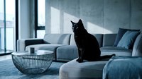 Black cat sitting on modern gray sofa in contemporary living room with large windows and natural sunlight streaming across blue interior design.