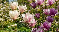 Blooming magnolia tree with pink and white flowers in spring garden. Natural floral background for seasonal decorations and botanical designs.