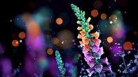 Vibrant foxglove flowers bloom against dark background with colorful bokeh lights creating magical garden atmosphere. Purple and pink petals glow in ethereal setting.