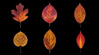 Autumn leaves in various shades of red, orange, and gold isolated on transparent background. Ready for t-shirt designs, clipart, stickers, sublimation, and print-on-demand projects.