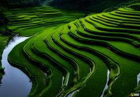 Aerial view of lush green terraced rice paddies with winding water channels and reflective pools, showcasing traditional agricultural landscape and farming methods.