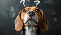 Curious beagle dog looking up with question marks drawn on chalkboard background, expressing confusion and wonder. Perfect for pet behavior concepts.